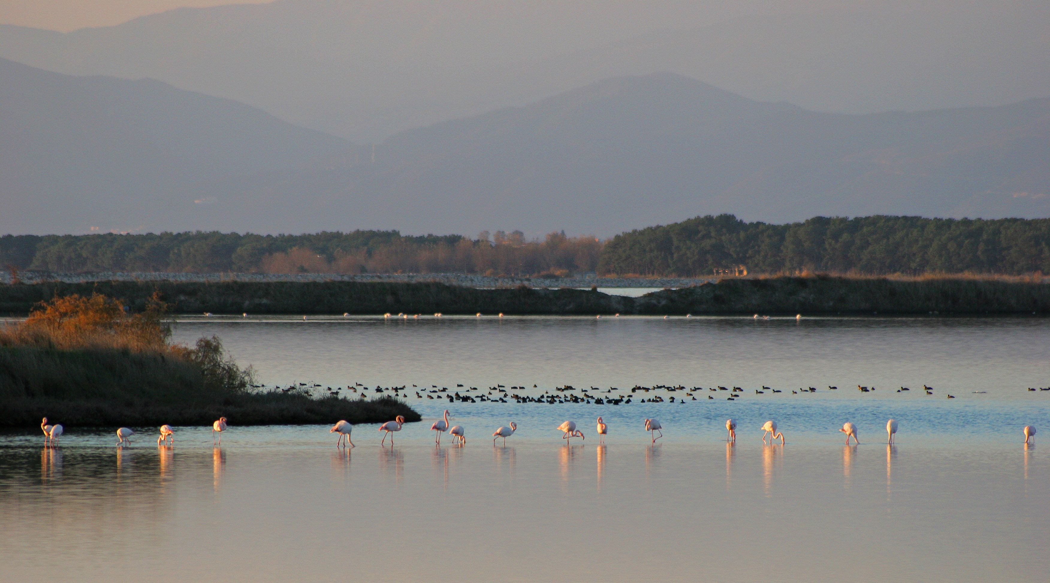 flamingo in Vistonida